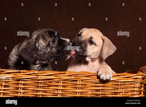 Dogo Canario Welpen / Dogo Canario Puppies Stock Photo - Alamy