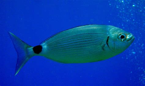 Ночная, или чёрная колючая акула (Etmopterus spinax) | adriaticnature