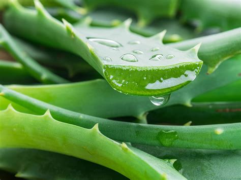 ¿cómo Tomar Aloe Vera Aprovecha Al Máximo Sus Beneficios