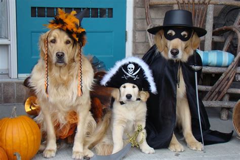 180 best images about Golden retriever costumes on Pinterest