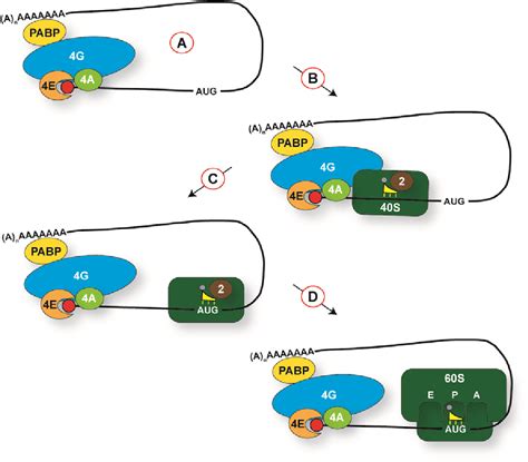 Figure 2 From The Functions Of Y Box Binding Proteins In Caenorhabditis