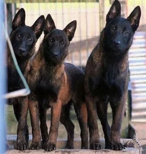 dog breeds   security dogcrunch