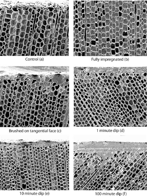 -Scanning electron microscope photographs of specimens treated for the ... 