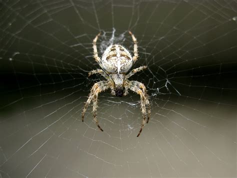 Паук с крестом на спине - 71 фото