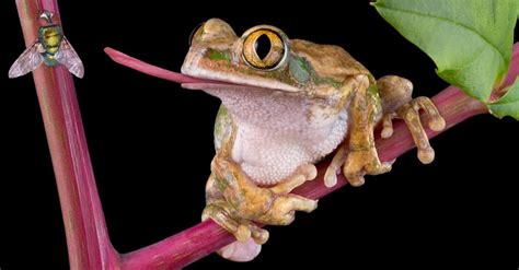 Frog Animal Facts | AZ Animals