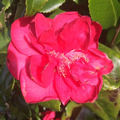 Camellia japonica 'Doctor King', Camellia 'Doctor King' - uploaded by ...