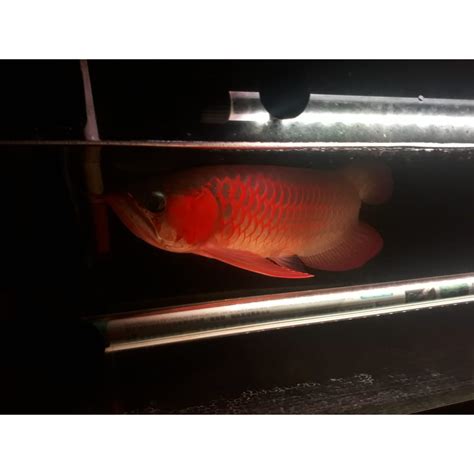 Jual Ikan Arwana Super Red Ukuran 40 Cm Ikan Arowana Super Red Gen