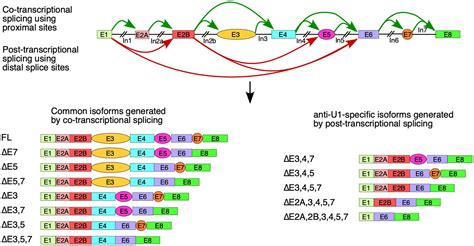 Frontiers U1 SnRNA Interactions With Deep Intronic Sequences Regulate