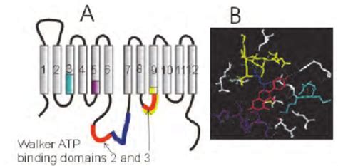 Structure of GLUT1. A. Two-dimensional model of GLUT1 with Walker... | Download Scientific Diagram