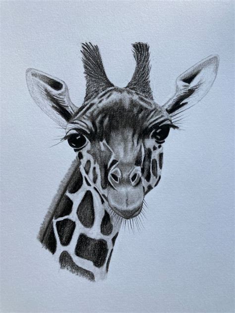 Graphite And Charcoal Giraffe Drawing Domestika