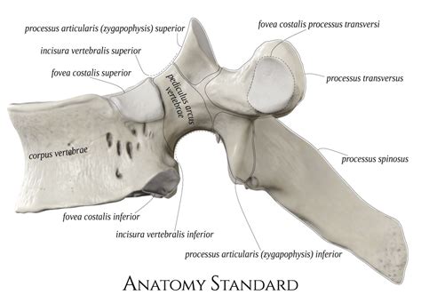 Thoracic Vertebra Lateral View Labeled