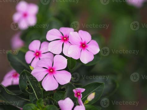 Incredible Collection Of Full 4k Indian Flower Images With Names Over