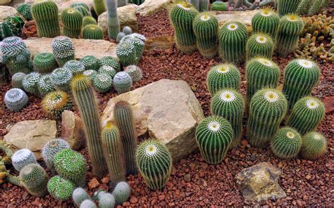 15 Cactus Garden Ideas (Photos) - Garden Lovers Club