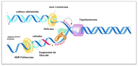 APRENDIENDO BIOLOGIA DUPLICACIÓN DEL ADN