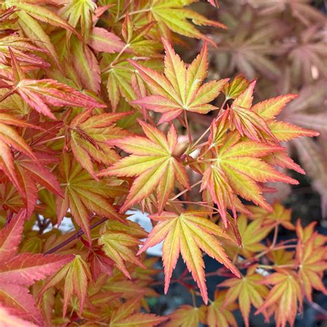 Japanese Maple Trees — Seattles Favorite Garden Store Since 1924 Swansons Nursery