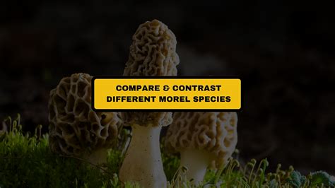 Every Type Of Morel Mushroom (Complete Guide)