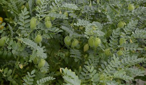 Chickpeas Bring A Taste Of The Mediterranean Into The Veg Garden