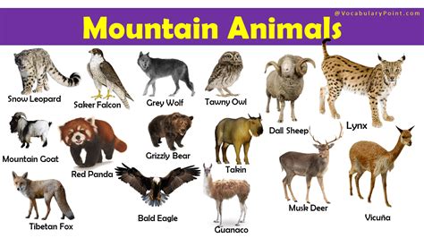 50+ Mountain Animals with their Facts - Vocabulary Point