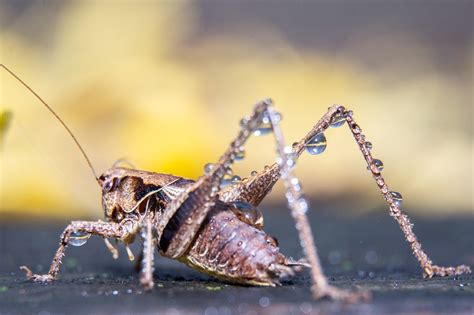 Saltamontes Insecto Mantodea Foto Gratis En Pixabay Pixabay