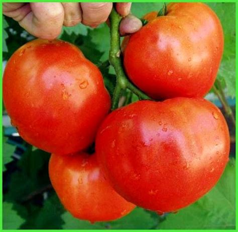 Лучшие сорта томатов для поликарбонатных теплиц - Всё про теплицы