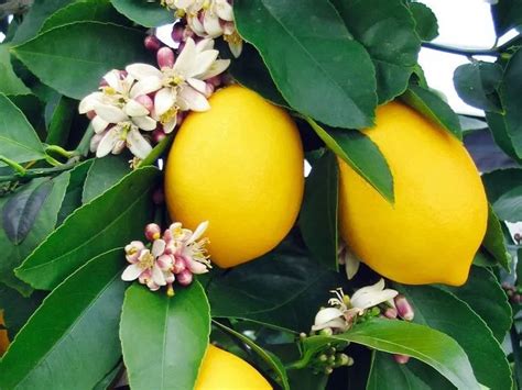 Citrus Limon Plant Care & Growing Basics: Water, Light, Soil ...