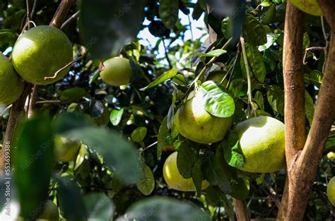 Pomelo tree in the farm. Stock Photo | Adobe Stock