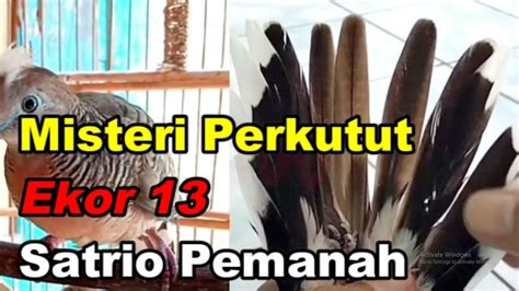 Misteri Perkutut Ekor Satrio Pemanah Youtube