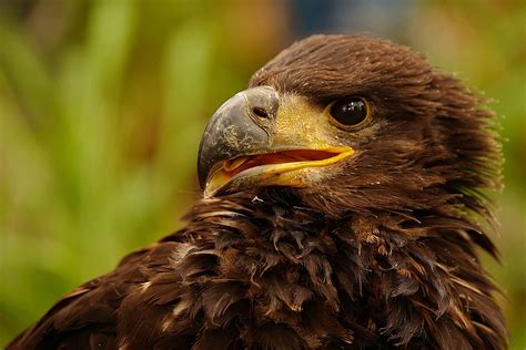 Wwf Vier Seeadler Besendert Population Im Aufwind Wwf Sterreich