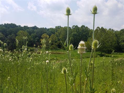 Invasive Terrestrial Plant Rule Update State Of Indiana Cooperative