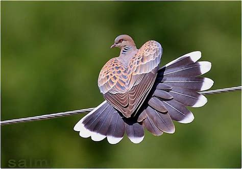 Gambar Burung Tekukur Jantan Dan Betina