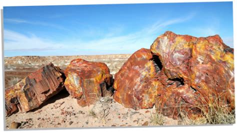 Petrified Wood A Guide To Its Meaning Properties And Uses