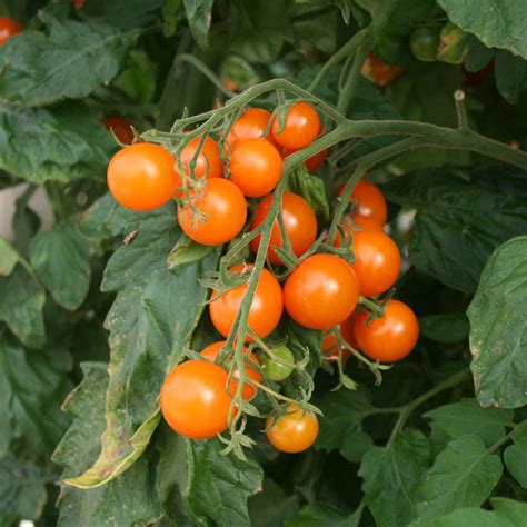 Tomato Kings Seeds Direct