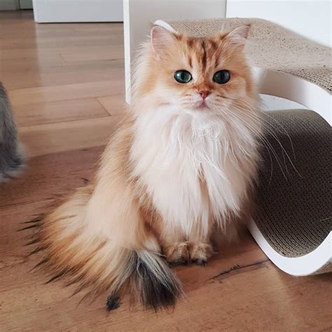 Meet Smoothie The Most Photogenic Cat In The World Who S Too Purrfect