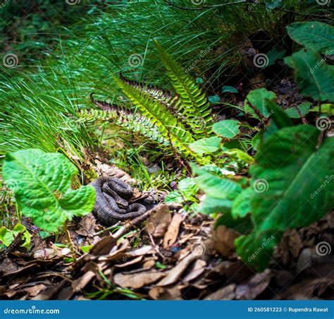 Gloydius Himalayanus Also Known As The Himalayan Pit Viper Snake Or The