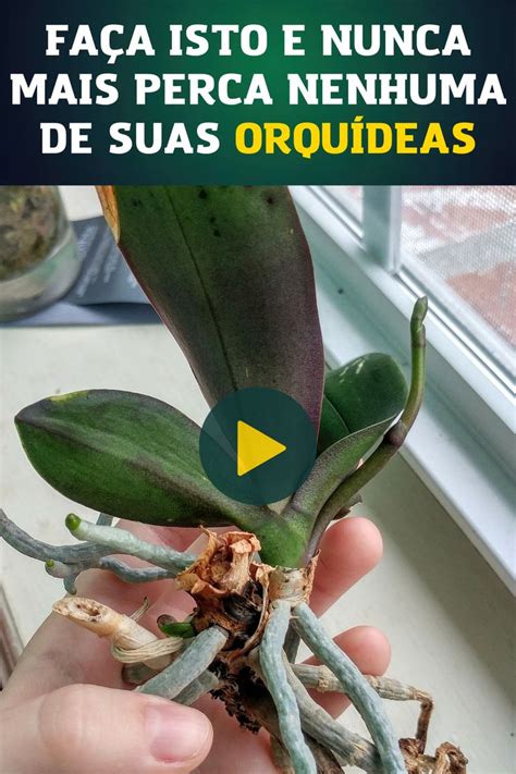 Deseja Aprender A Cultivar Orqu Deas Clique Aqui Em Cultivo De