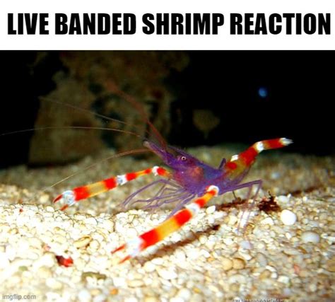 Live Banded Shrimp Reaction Blank Template Imgflip