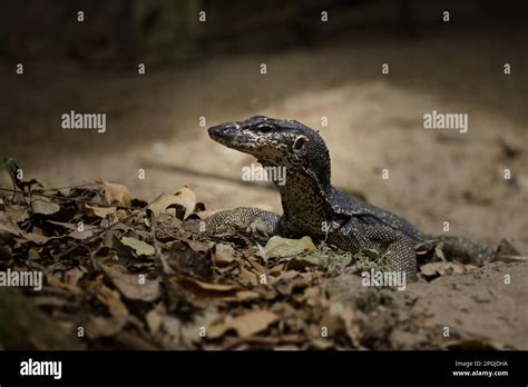 Monitor Lizard Captured In The Unesco Puerto Princesa Subterranean