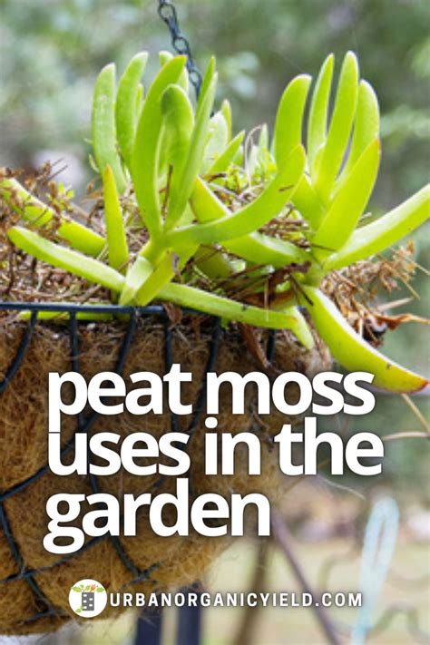 Peat Moss In The Garden Sphagnum Peat Moss Uses