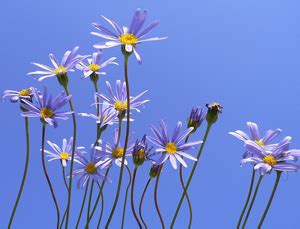 La Marguerite Flower Festival Programming 2013 – Cultural Development ...