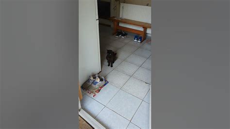 Brownie The Cat Resisting To Go Outside After Getting Some Raw Chicken