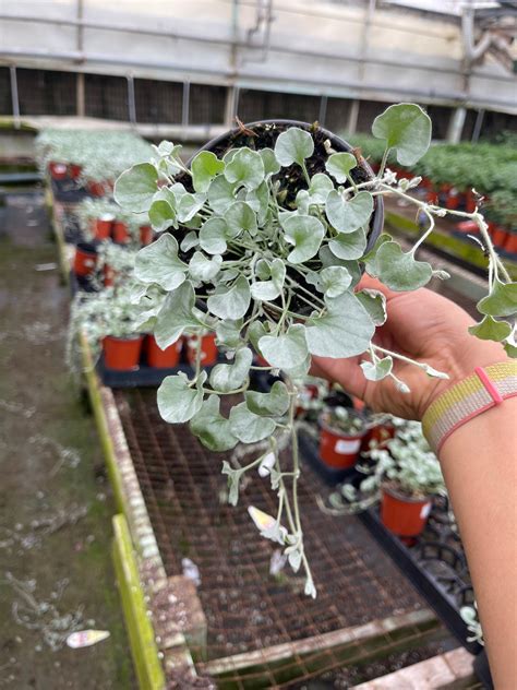 Dichondra Silver Falls Live plant 4'' Pot – Dose of Succulents