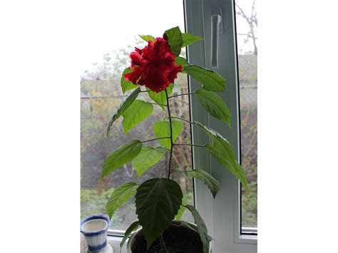 Китайская роза, Гибискус - Hibiscus rosa-sinensis. Уход, выращивание ...