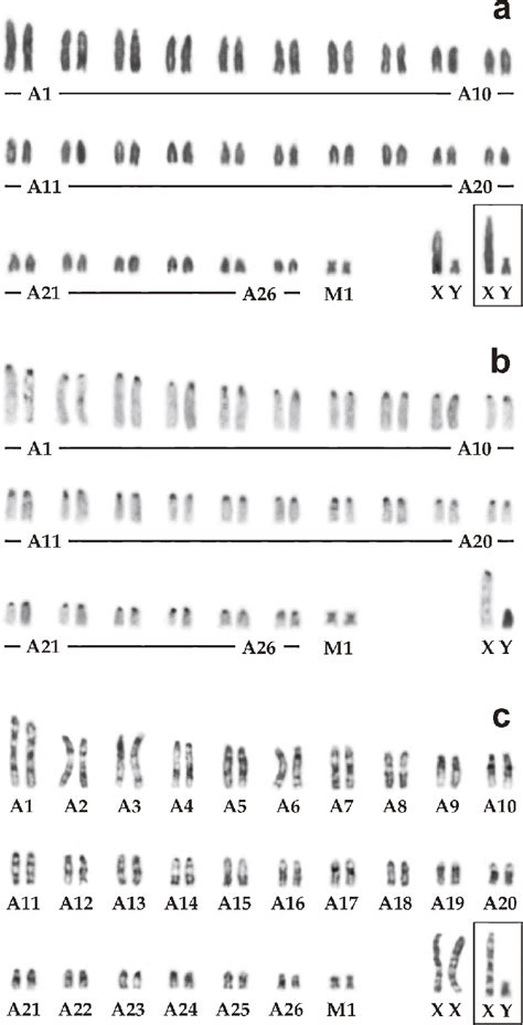 Typical Examples Of Conventionally Stained A Specimen No Mai