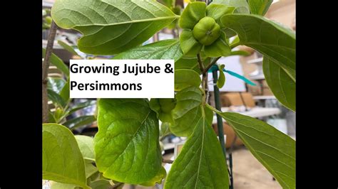 Growing Jujube Persimmons YouTube