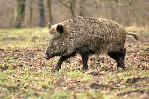 Кабан (лат. Sus scrofa)