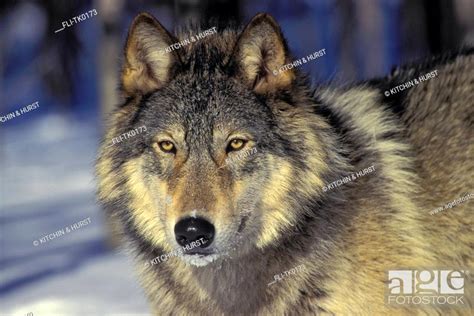Gray Wolf Minnesota Winter Canis lupus, Stock Photo, Picture And Rights ...