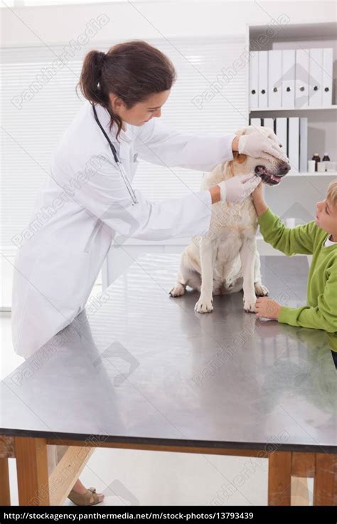 Tierarzt Der Einen Hund Mit Seinem Besitzer Untersuchen Stockfoto