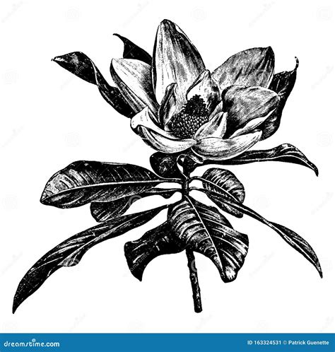 Flowering Branchlet Of Philadelphus Coronarius Vintage Illustration