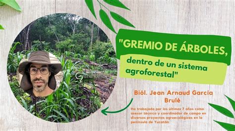 Gremio de árboles dentro de un sistema agroforestal con el biólogo Jean