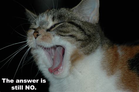 Cat Meme Funny